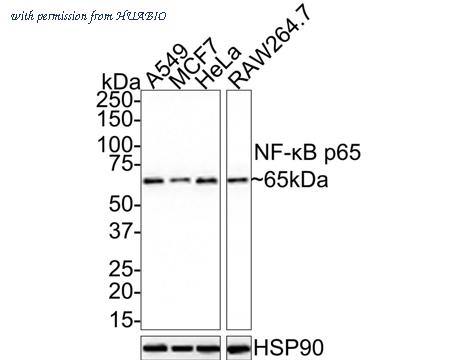 HUABIO HA750058 image 2