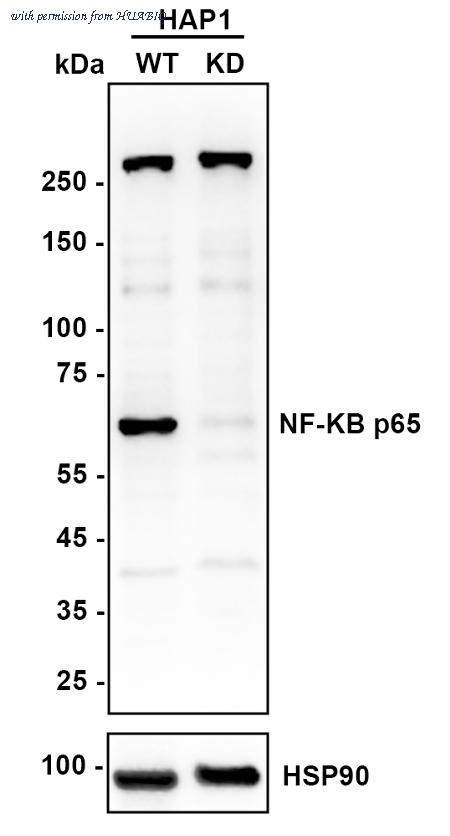 HUABIO HA750058 image 3