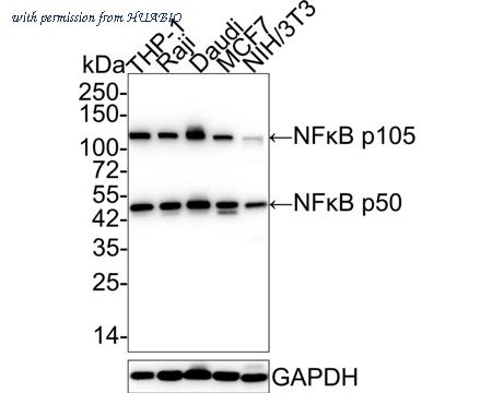 HUABIO HA750060 image 2