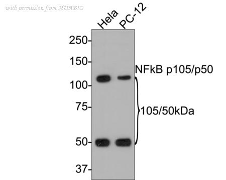 HUABIO HA750060 image 3