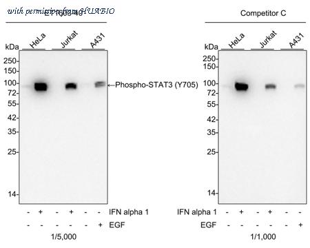 HUABIO HA750067 image 1
