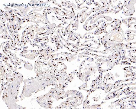 HUABIO HA750067 image 2