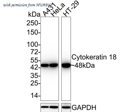 HUABIO HA750069 image 1
