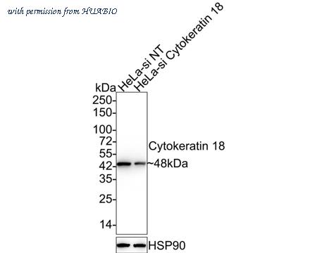 HUABIO HA750069 image 2