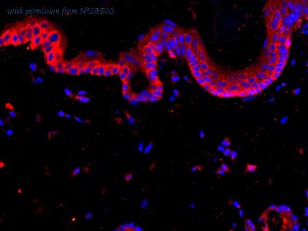 HUABIO HA750069 image 3