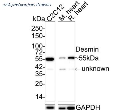 HUABIO HA750100 image 1