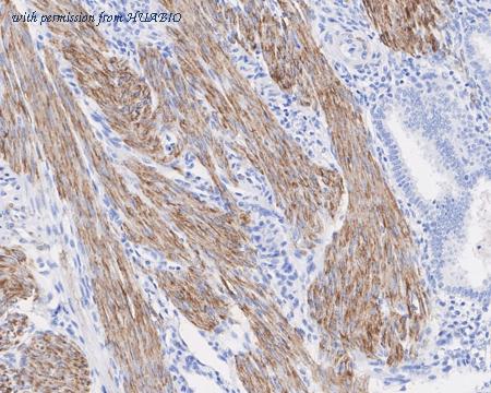 HUABIO HA750100 image 3