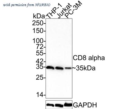 HUABIO HA750101 image 1