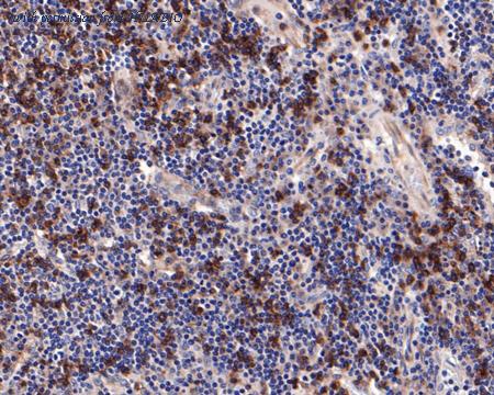 HUABIO HA750101 image 3