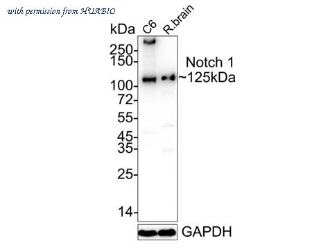 HUABIO HA750111 image 1