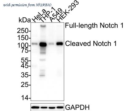 HUABIO HA750111 image 2