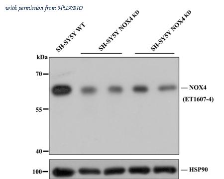 HUABIO HA750122 image 2