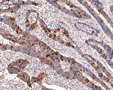 HUABIO HA750141 image 3