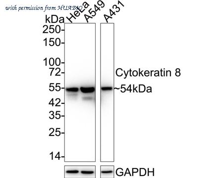HUABIO HA750145 image 1