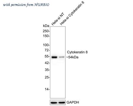 HUABIO HA750145 image 2