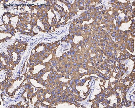 HUABIO HA750145 image 3