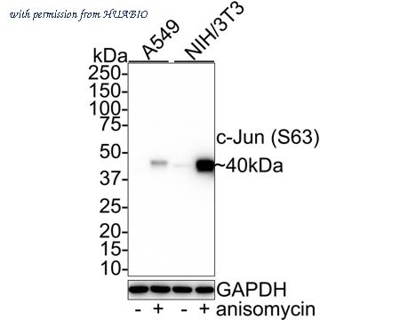 HUABIO HA750146 image 3