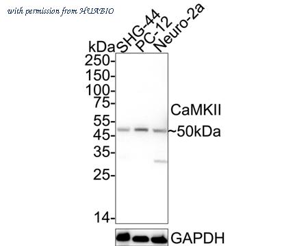 HUABIO HA750150 image 1