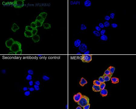 HUABIO HA750150 image 2