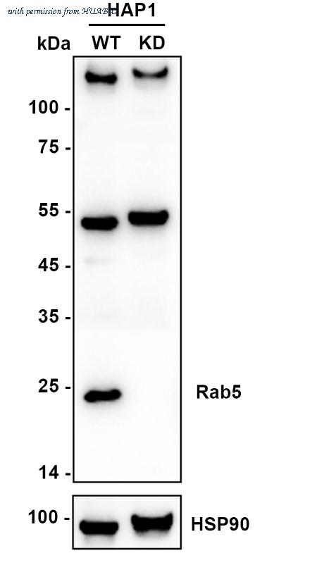 HUABIO HA750167 image 1