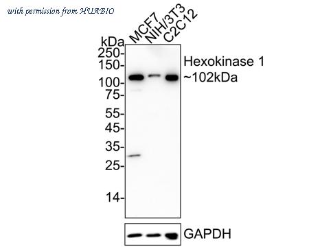 HUABIO HA750168 image 1