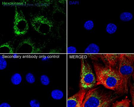 HUABIO HA750168 image 3