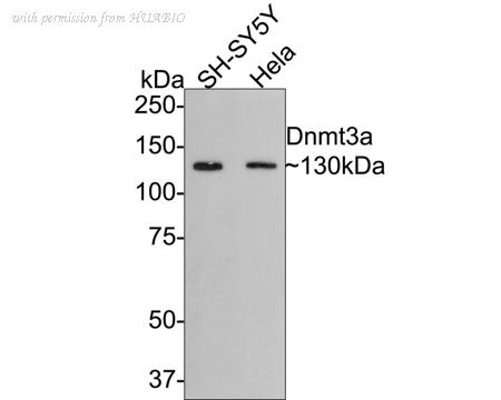 HUABIO HA750169 image 2