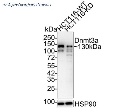 HUABIO HA750169 image 3