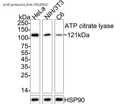 HUABIO HA750171 image 3