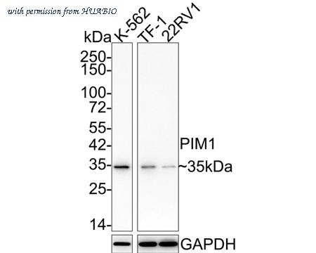 HUABIO HA750183 image 1