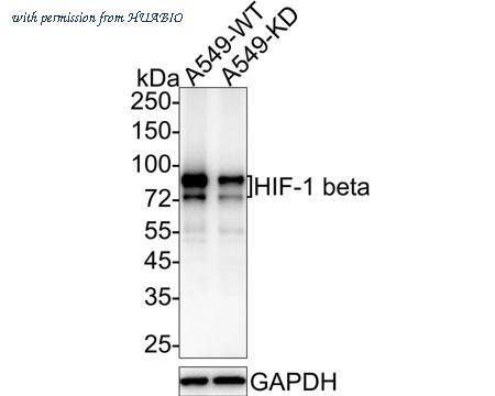 HUABIO HA750187 image 1