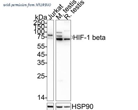 HUABIO HA750187 image 2