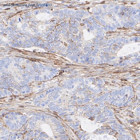 HUABIO HA750192 image 3