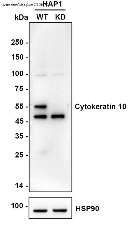 HUABIO HA750193 image 3