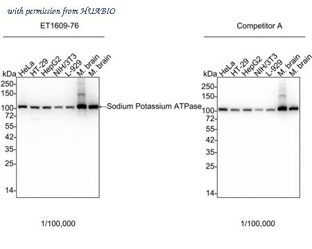 HUABIO HA750194 image 1