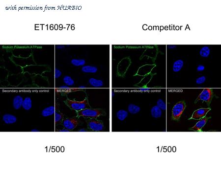 HUABIO HA750194 image 2