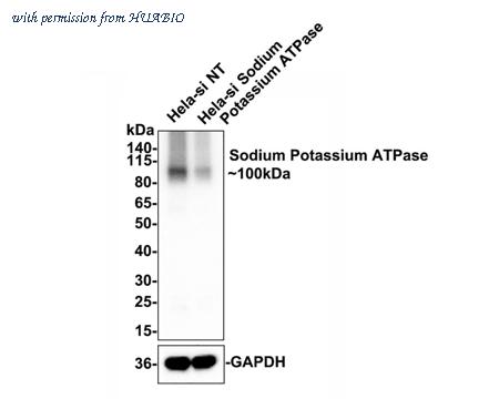HUABIO HA750194 image 3