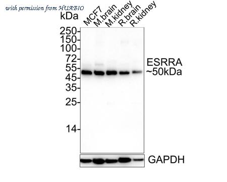 HUABIO HA750200 image 1