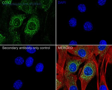 HUABIO HA750207 image 2