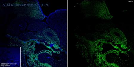 HUABIO HA750211 image 1