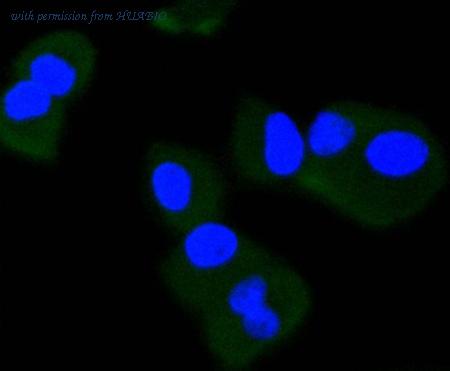 HUABIO HA750213 image 2