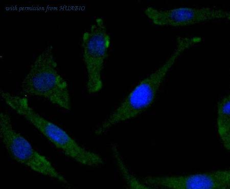 HUABIO HA750213 image 3