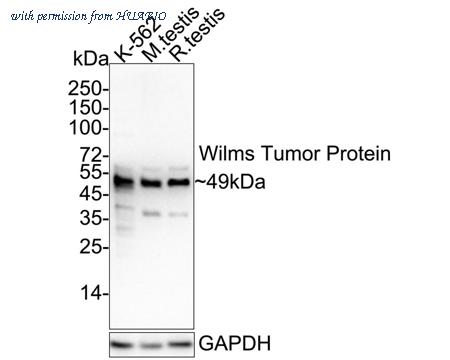HUABIO HA750219 image 1