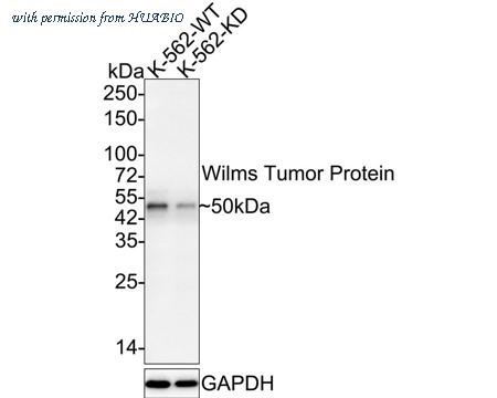 HUABIO HA750219 image 2