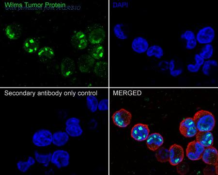 HUABIO HA750219 image 3