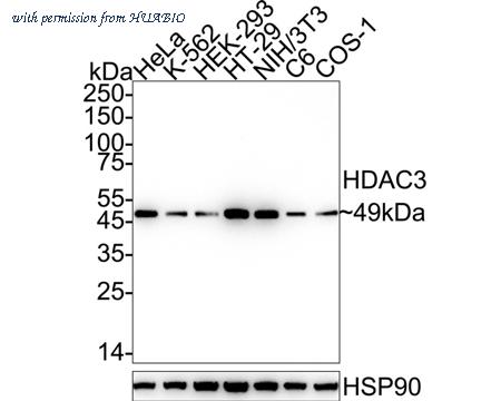 HUABIO HA750221 image 1