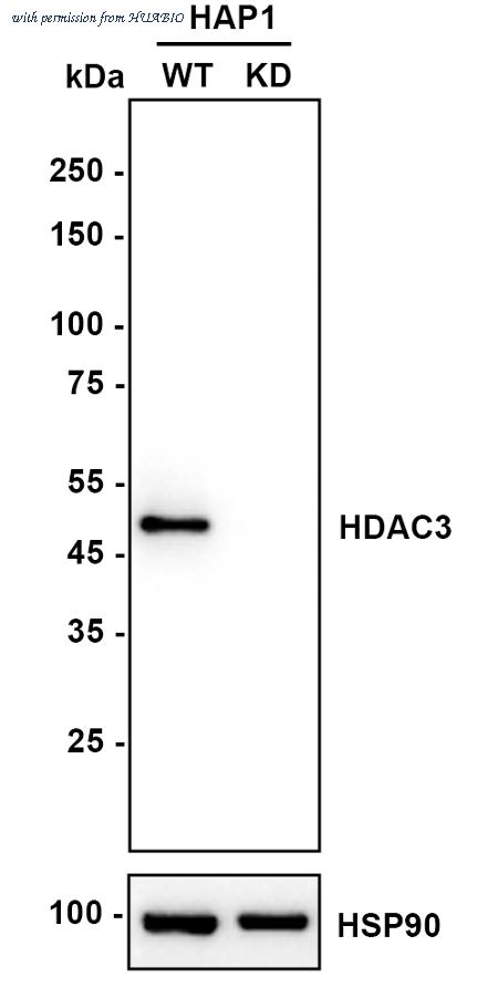 HUABIO HA750221 image 2