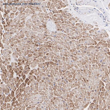 HUABIO HA750222 image 2