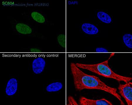 HUABIO HA750223 image 2