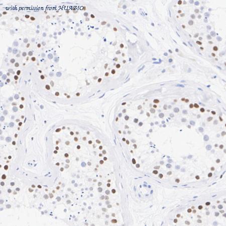 HUABIO HA750223 image 3